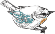bird